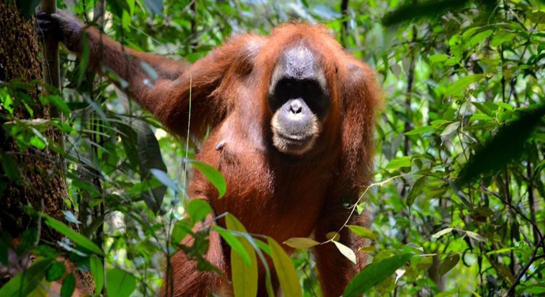 Orangutan mother in trees