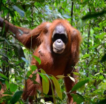 Orangutan mother in trees
                  